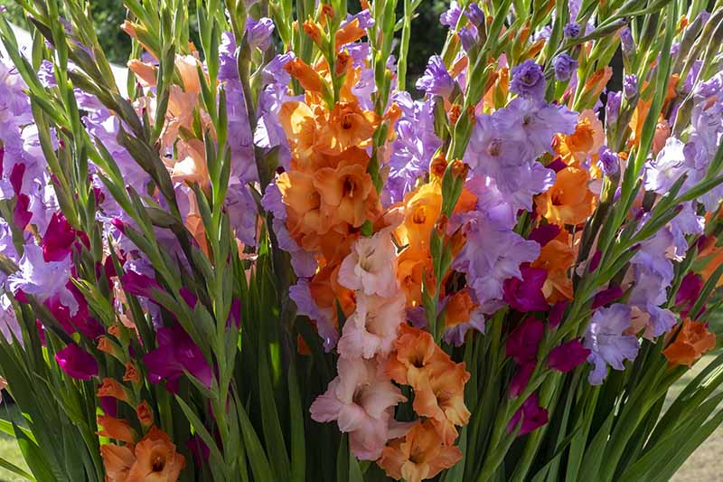 一幅近距离的水平图像，大片紫色、橙色和粉红色的剑兰花生长在阳光下。