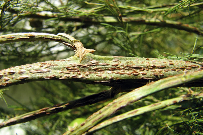 一幅芦笋遭受锈病(一种真菌疾病)的近距离水平图像，在软焦点背景下拍摄。