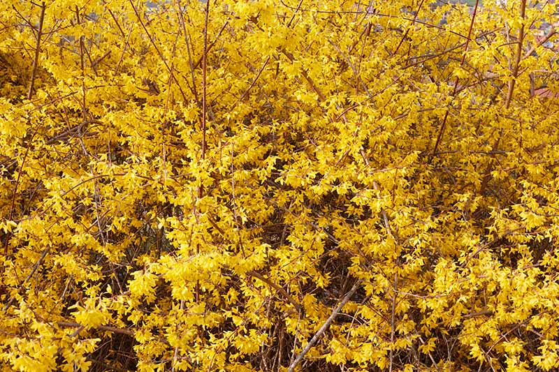 一个近距离的水平图像的明亮的黄色开花灌木在春天的花园。