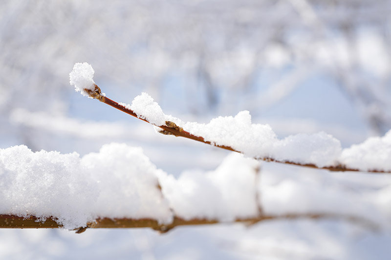 一个近距离的水平图像的树枝覆盖在一层雪拍摄在一个软焦点背景。