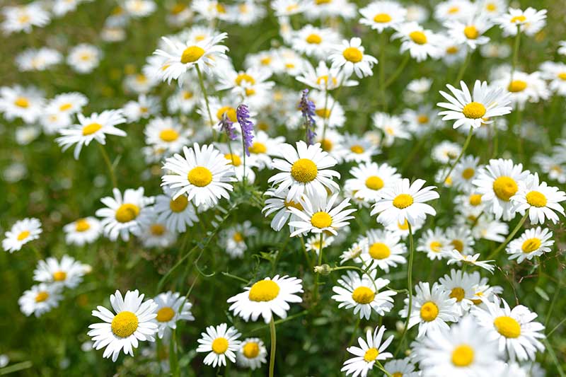 一个近距离的水平图像，白色和黄色的雏菊像花朵生长在花园里逐渐淡出背景的软焦点。