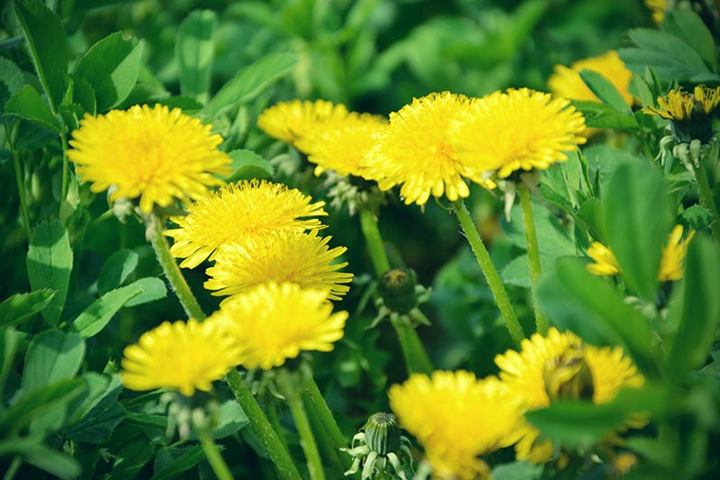 一个近距离的水平图像，亮黄色的蒲公英花生长在花园里收获的叶子和花。
