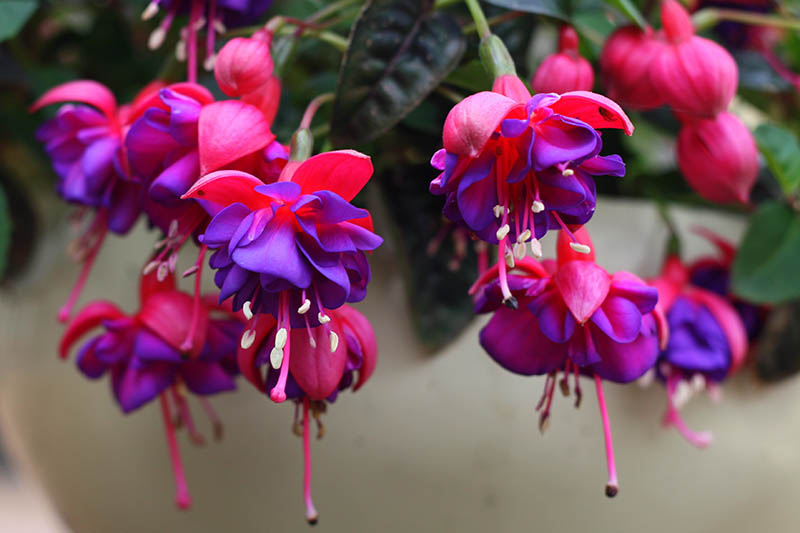 一个近距离的水平图像，亮红色和紫色的紫红色花朵生长在室内的容器。