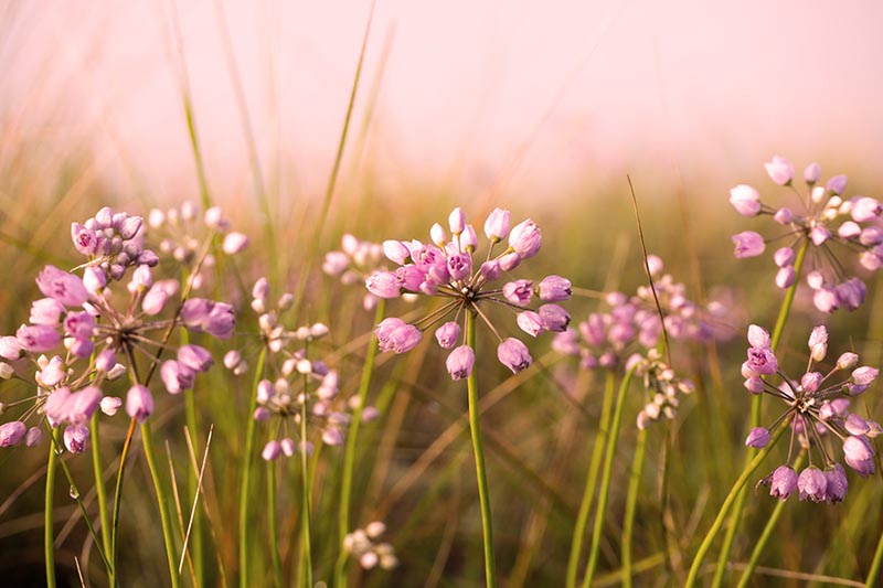 一个近距离的水平图像，粉红色的草原洋葱花盛开在野花草地上拍摄在一个软焦点背景。