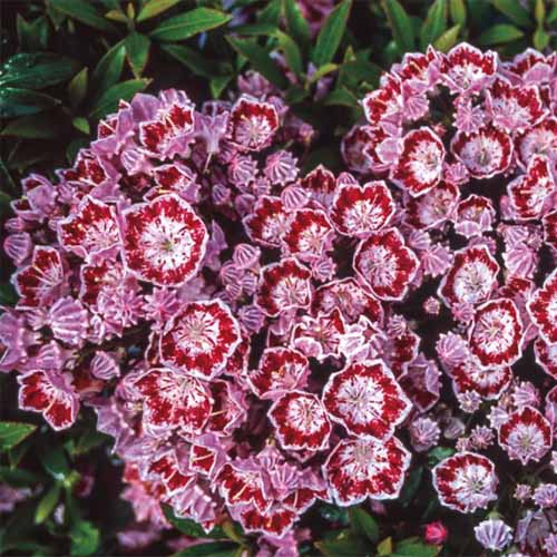 一个近距离的正方形图像的粉红色，红色和白色的花Kalmia latifolia“Minuet”拍摄在一个软焦点背景。