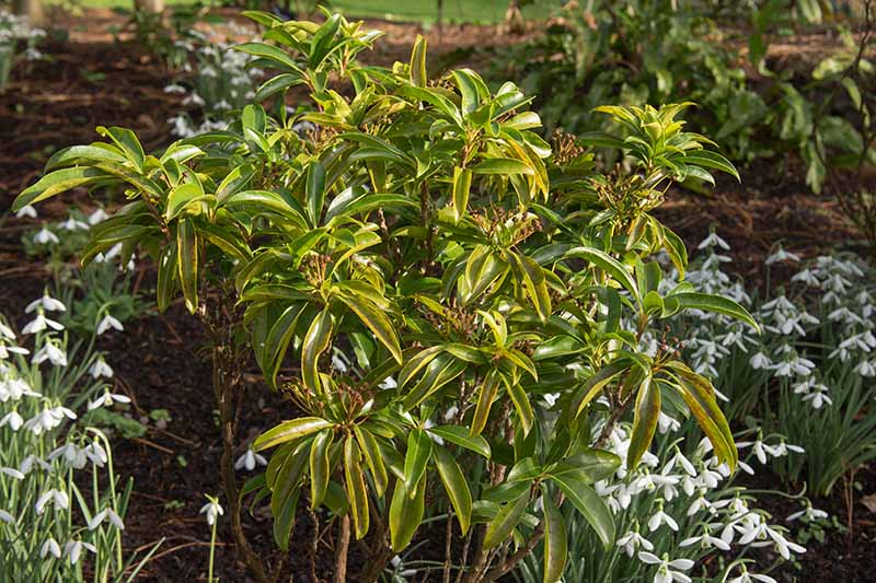 一个近距离的水平图像，一种Kalmia latifolia灌木生长在花园周围的番红花拍摄在傍晚的阳光。