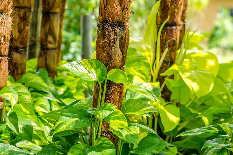 密切的横向图像盆栽Epipremnum aureum植物成长的“图腾”软焦点的背景图。BOB体育APP苹果下载