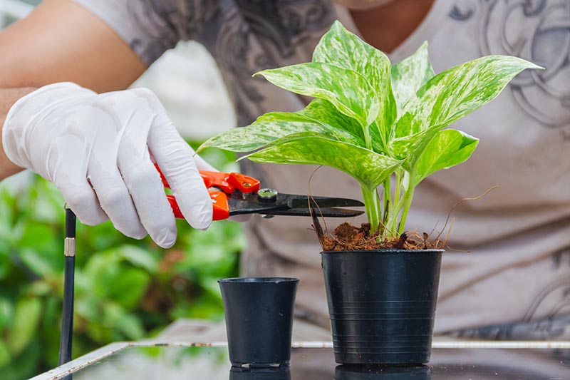 密切的横向图像框架的戴着手套的手从左边修剪pothos植物的茎生长在一个黑色的锅。