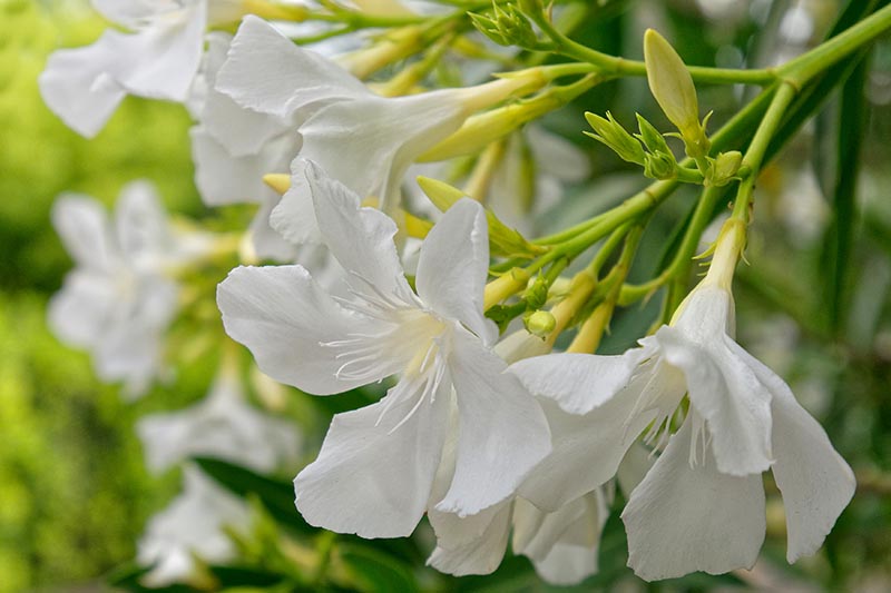 一个近距离的水平图像，精致的白色夹竹桃花生长在一个软焦点背景拍摄的花园。