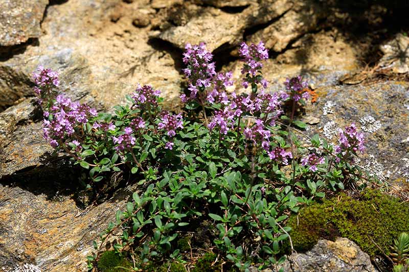 A close up horizontal image of the small pink flowers of creeping thyme growing over rocks.