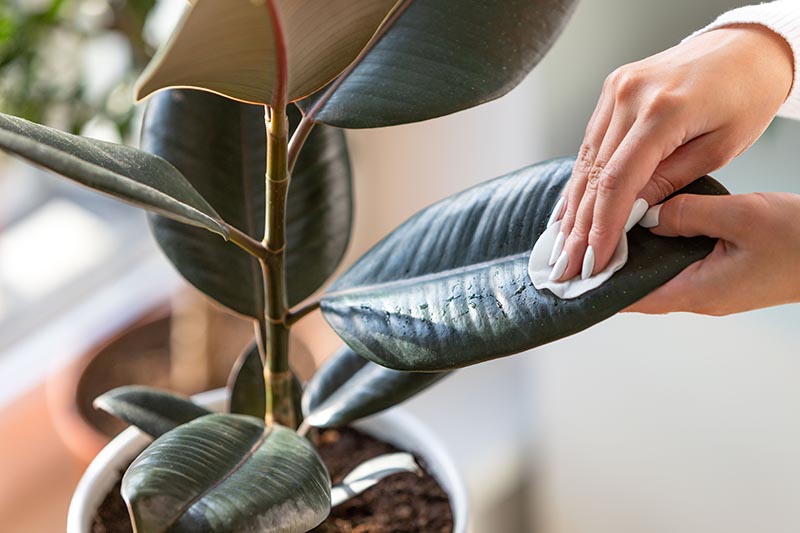 A close up horizontal image of a hand from the right of the frame using a cotton pad to clean the leaves of a rubber tree growing in a pot indoors.