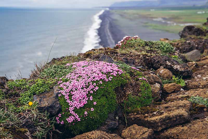 A horizontal image of a small clump of creeping thyme growing on a clifftop with the ocean and a black sand beach in the background.