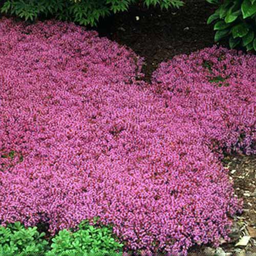 A close up square image of Thymus praecox growing as ground cover in the garden in a shady location.