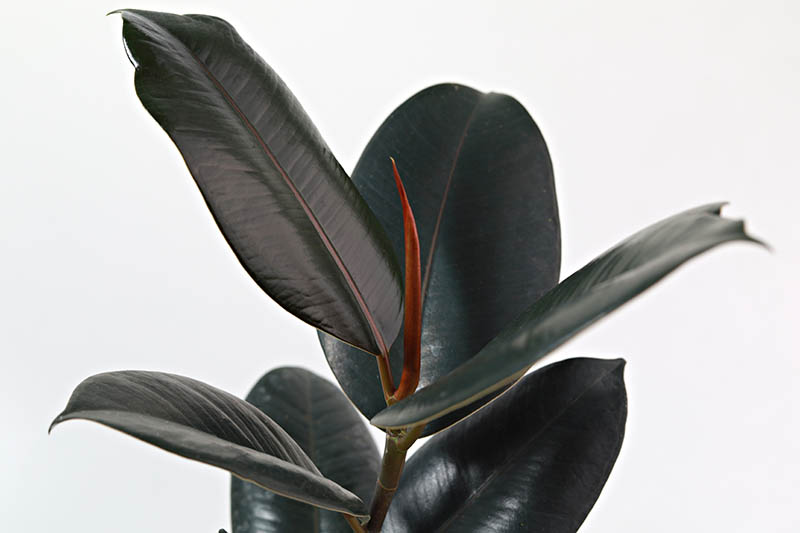 A close up horizontal image of a Ficus elastica 'Burgundy' isolated on a white background.