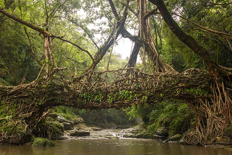 A horizontal image of two rubber trees growing on either side of a river, the branches have been trained to join together creating a bridge.