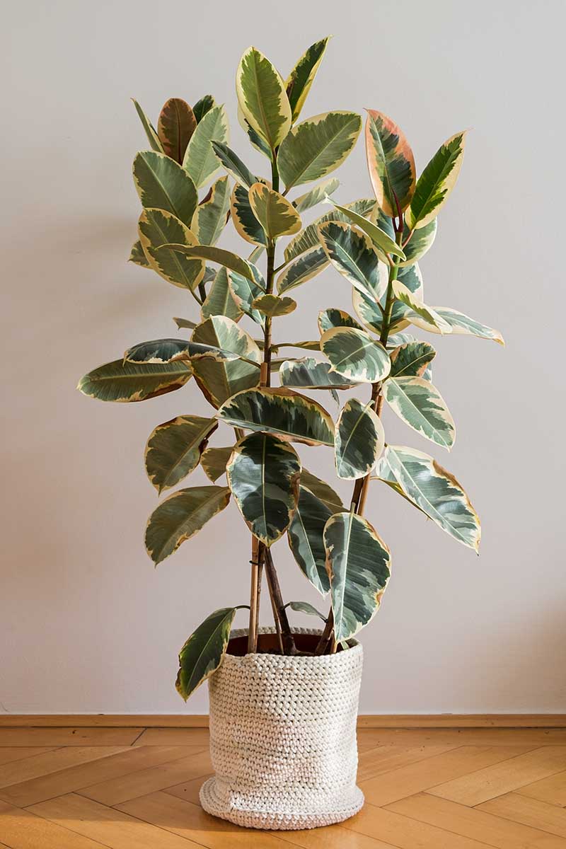 A vertical image of a variegated rubber tree, Ficus elastica 'Tineke' growing in a decorative pot set on a wooden floor.