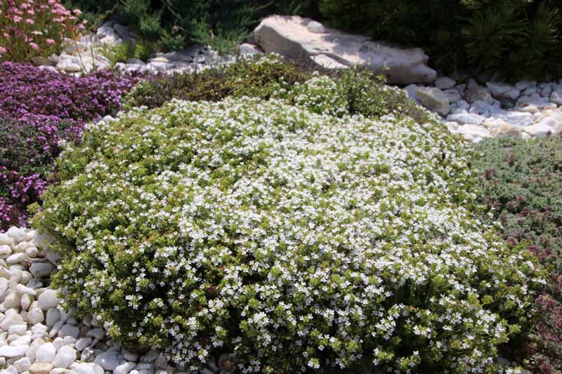 A close up horizontal image of a clump of Thymus praecox ‘Albiflorus’ with white flowers growing in a rock garden.