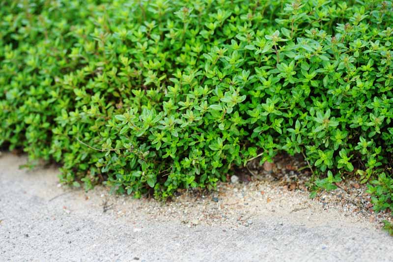 A close up horizontal image of creeping thyme (Thymus praecox) growing as a ground cover beside a concrete pathway.