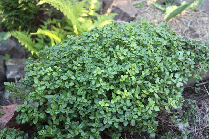 A close up horizontal image of a small creeping thyme plant growing on rocks in a shady spot in the garden with ferns in soft focus in the background.