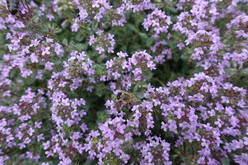 A close up horizontal image of a bee pollinating the tiny purple flowers of Thymus praecox aka creeping thyme grown as a ground cover.