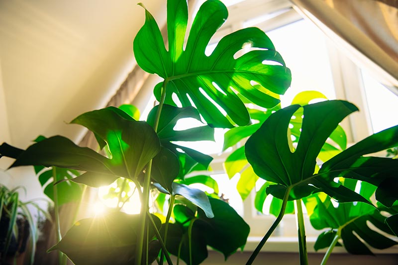 一个近距离的水平图像的收集室内植物的窗户与阳光流进来。BOB体育APP苹果下载