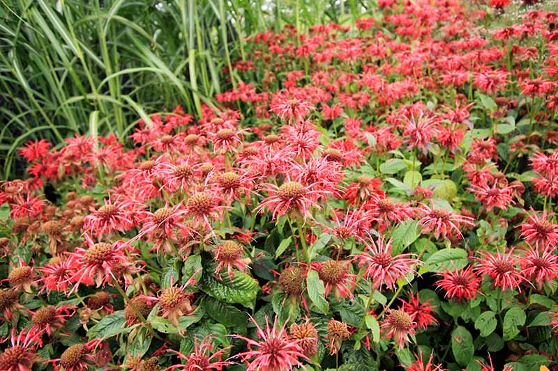 一个近距离的水平图像，一个大站的红色蜜蜂香脂花生长在花园占据了一个区域。