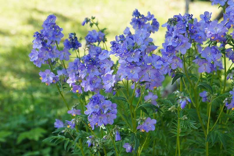 一个近距离的水平图像，亮蓝色的花朵生长在花园的荫凉处，背景是阳光明媚的草坪。