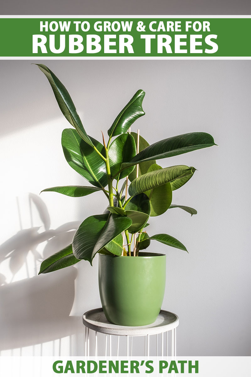 A close up vertical image of a rubber tree growing in a green ceramic container set on a plant stand against a white wall background. To the top and bottom of the frame is green and white printed text.