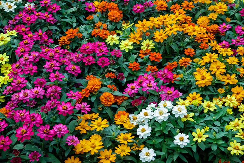 密切的横向图像彩色zinnia鲜花生长在夏天的花园。