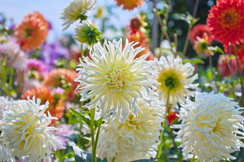 一个近距离的水平图像的花园充满了夏末盛开的大丽花在各种不同的形状和颜色。