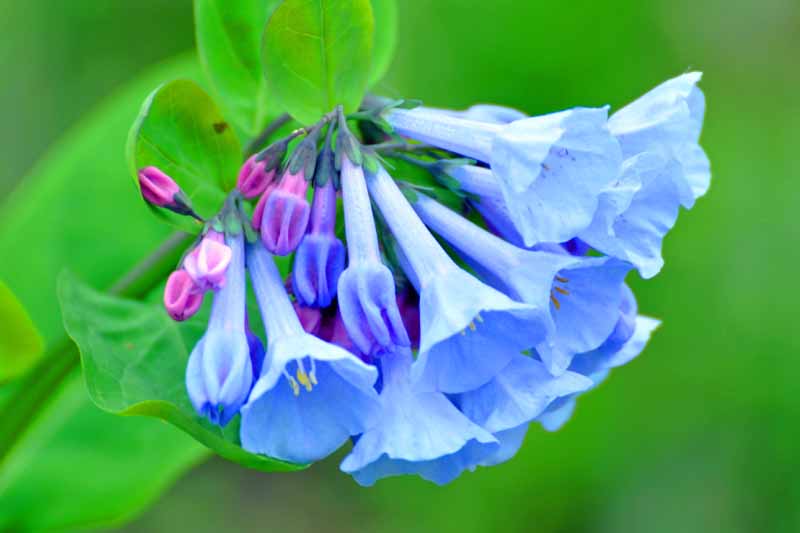 一个近距离的水平图像，明亮的蓝色花朵与精致的粉红色蓓蕾，在绿色软焦点背景下拍摄。