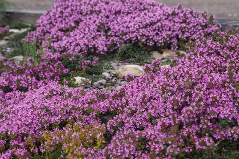 一个近距离的水平图像的紫色开花胸腺生长在假山。
