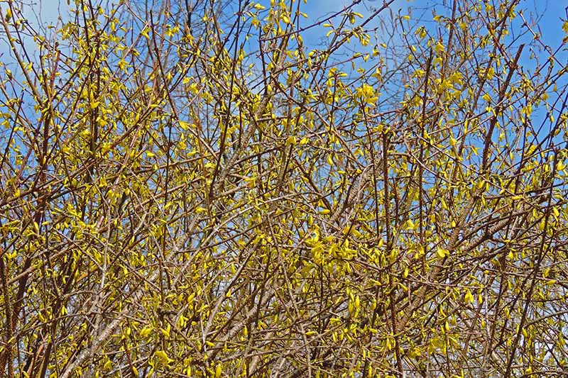 一个近距离的水平图像，一个过度生长的连翘灌木与亮黄色的花朵拍摄在蓝色的天空背景。