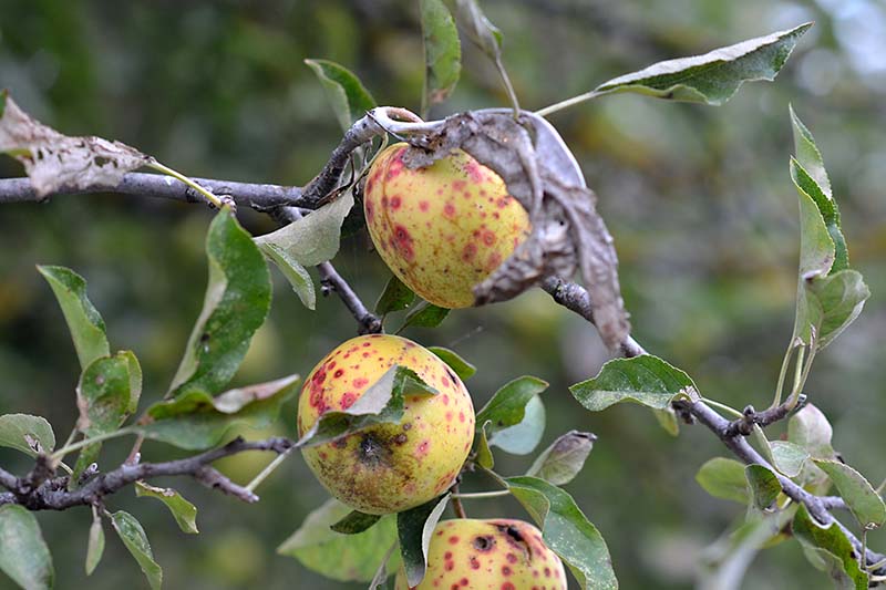 关闭水平图像的苹果种植在花园里见软焦点背景患有疾病。
