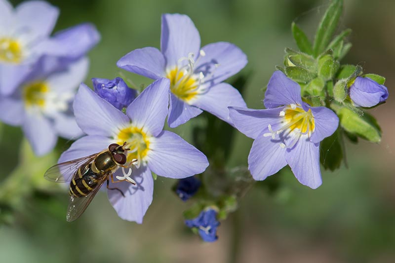 在柔和的对焦背景下，明亮的阳光下，一只昆虫正在浅蓝色的花朵上觅食。