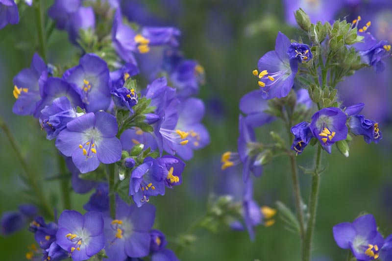 一个近距离的水平图像亮蓝色的Polemonium花拍摄在一个软焦点背景。