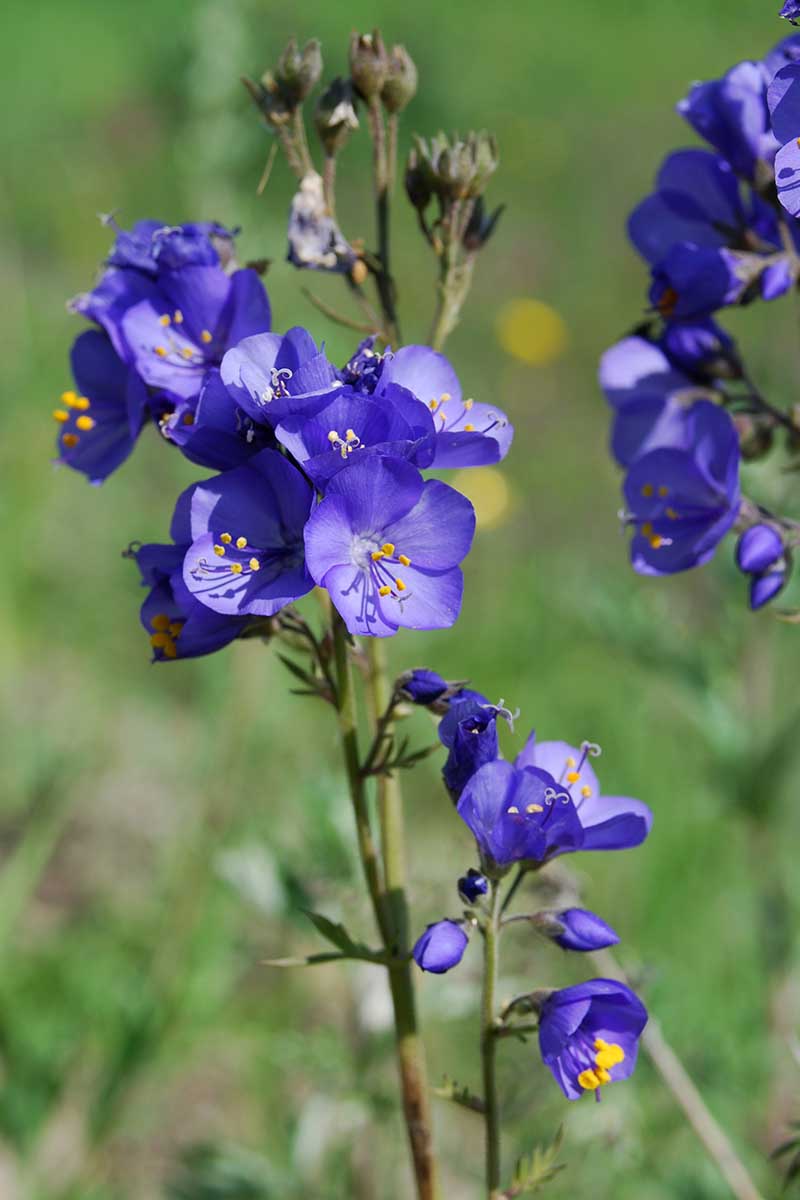 一个近距离的垂直图像，亮蓝色的Polemonium花生长在明亮的阳光下，在一个软焦点背景下拍摄。