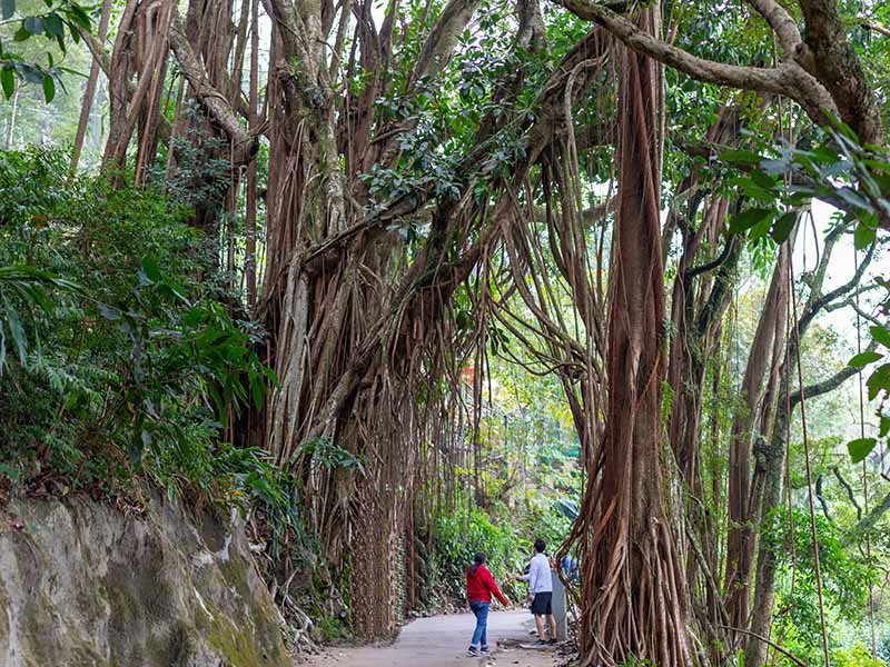 A horizontal image of a large Ficus elastica tree growing wild in India with people standing underneath its huge branches.