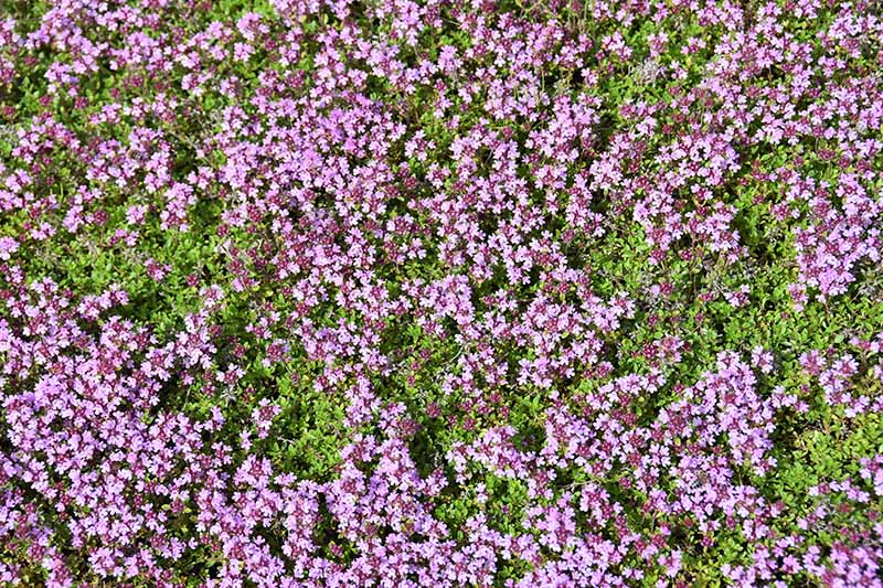 A close up horizontal image of Thymus praecox growing as a decorative ground cover.