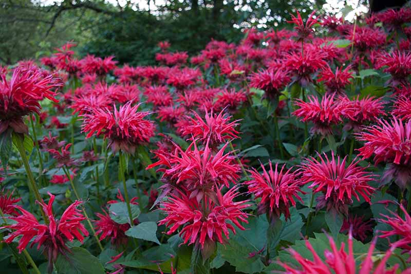 一个大的蜂香(Monarda)站的水平图像占据了花园的一个区域。