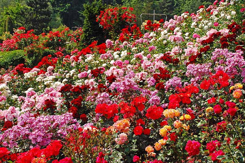 在明媚的春日阳光下，不同颜色和类型的玫瑰生长在花园里的一大片横轴上。