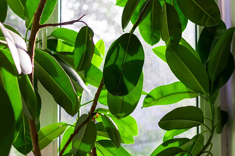 A close up horizontal image of a large Ficus elastica plant growing in a window.