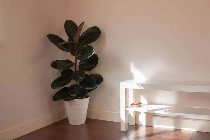 A close up horizontal image of a Ficus elastica rubber plant in a white pot set in the corner of a room with a wooden floor and white walls.