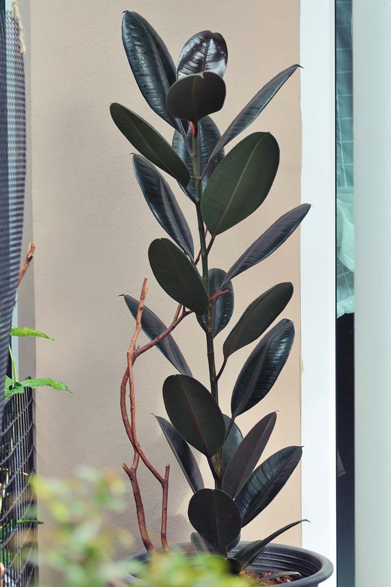 A vertical image of a large rubber tree plant growing indoors in a black plastic pot.