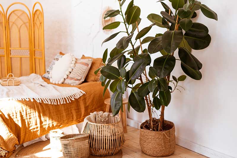 A horizontal image of a bedroom decorated with a large Ficus elastica growing in a wicker pot.