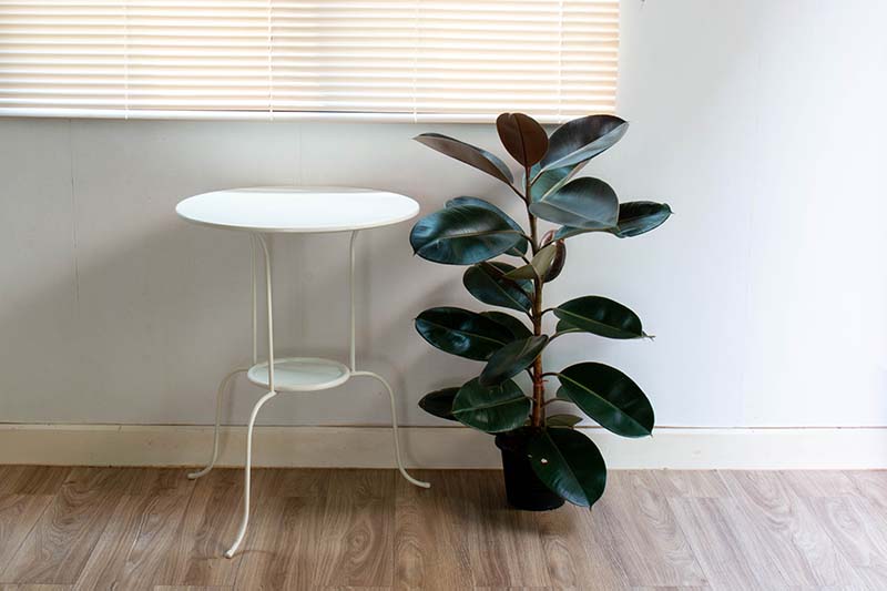 A horizontal image of a small potted Ficus elastica plant set on a wooden floor under a window and next to a small side table.