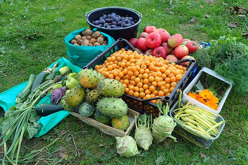 关闭水平图像的各种不同的水果和蔬菜新鲜收获从家里的花园。