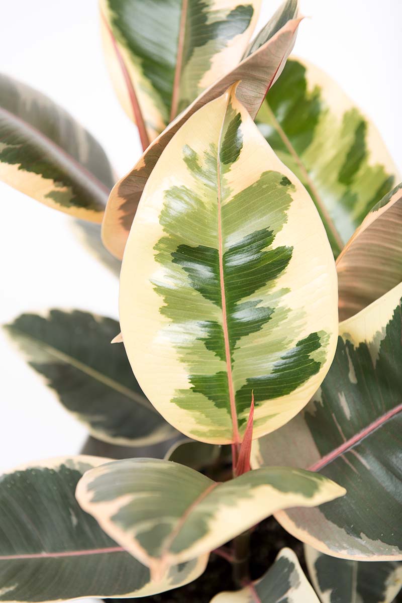 A close up vertical image of the foliage of a variegated Ficus elastica 'Doescheri' picutred on a white background.