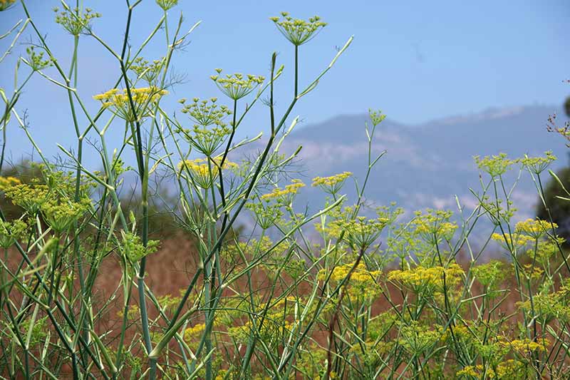 山腰上野茴香的水平图像。