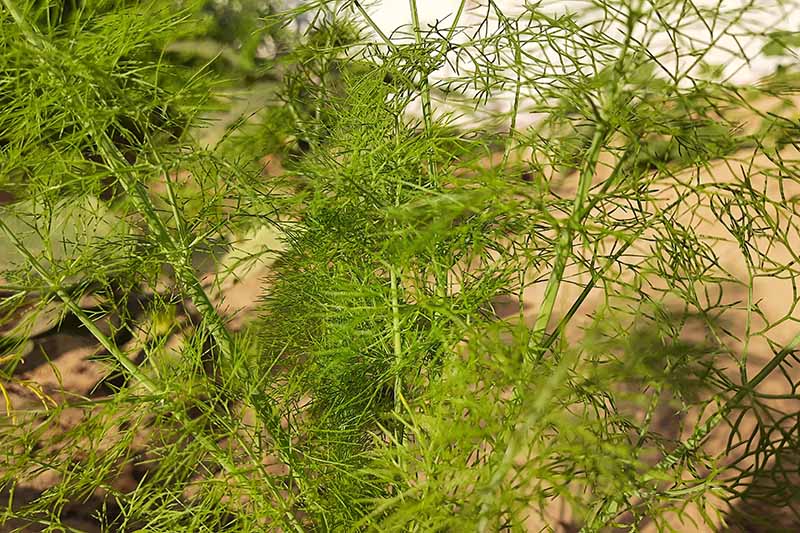 在花园里生长的八角(Pimpinella anisum)的近距离水平图像。